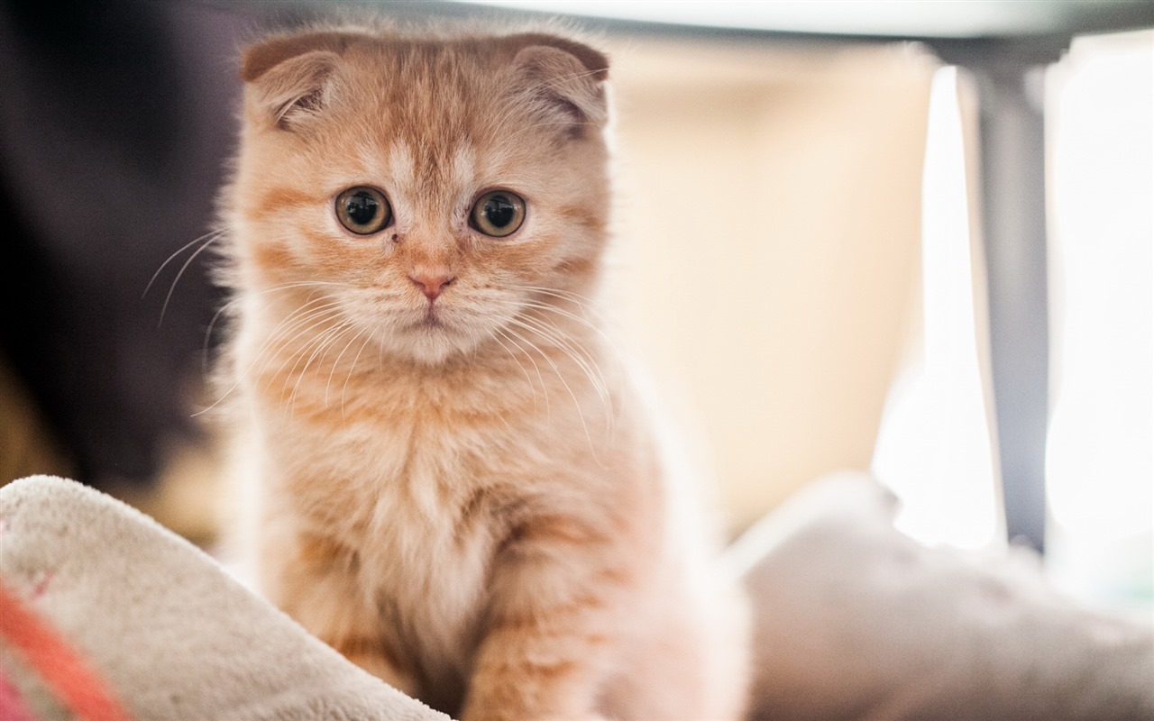 Cute pets, Scottish Fold cat HD wallpapers #35 - 1280x800