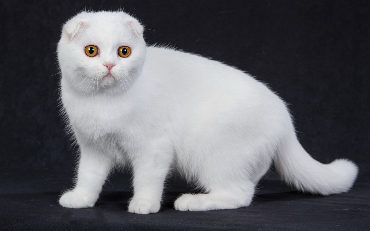 Roztomilé domácí zvířata, Scottish Fold kočka HD tapety na plochu #39 - 1280x800