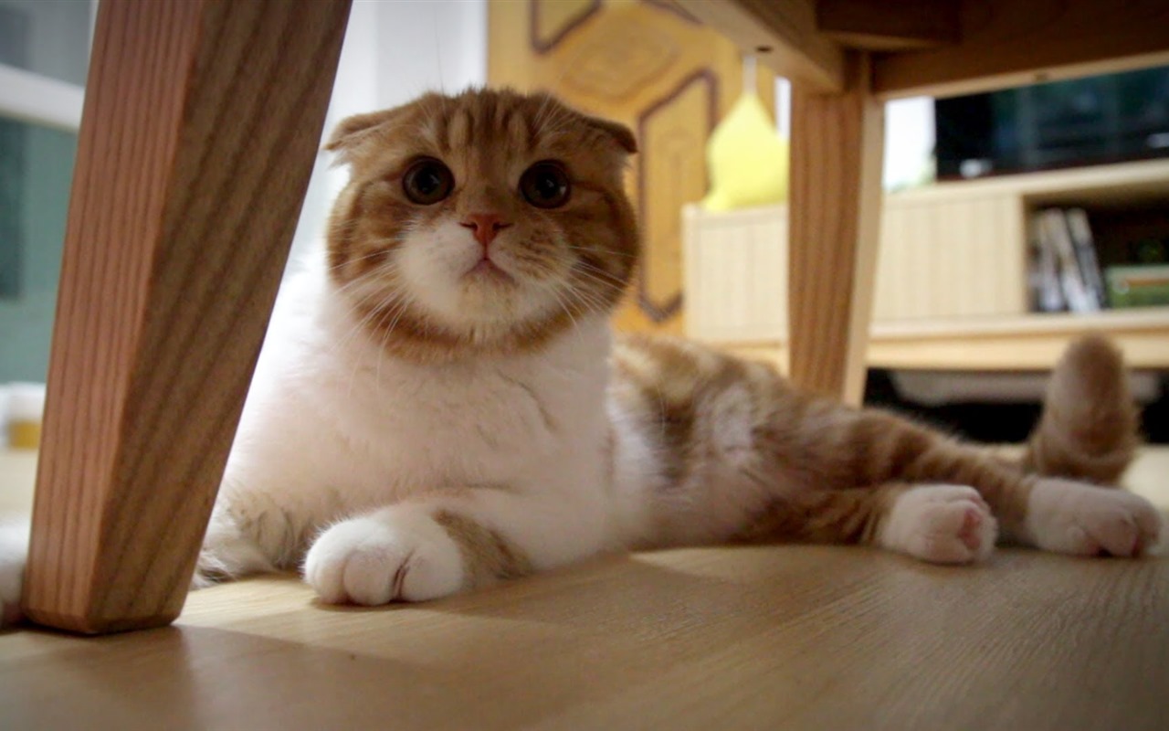 Roztomilé domácí zvířata, Scottish Fold kočka HD tapety na plochu #40 - 1280x800