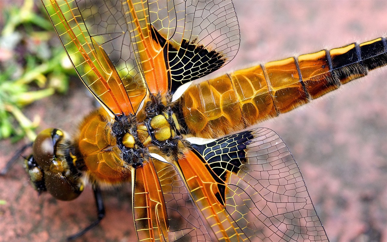 Insect close-up, dragonfly HD wallpapers #4 - 1280x800