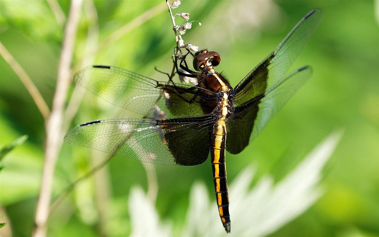 Insect close-up, dragonfly HD wallpapers #5 - 1280x800