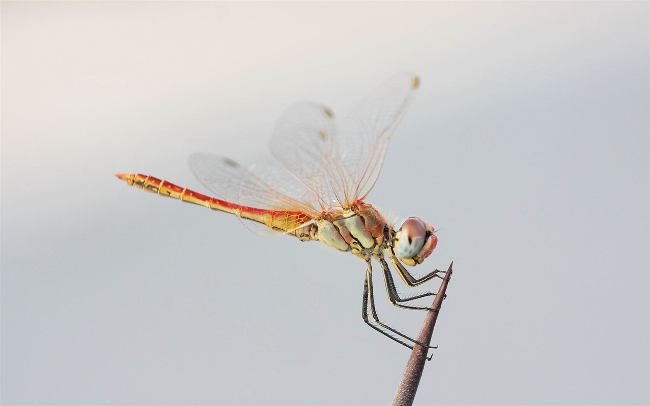 Insect close-up, dragonfly HD wallpapers #6 - 1280x800