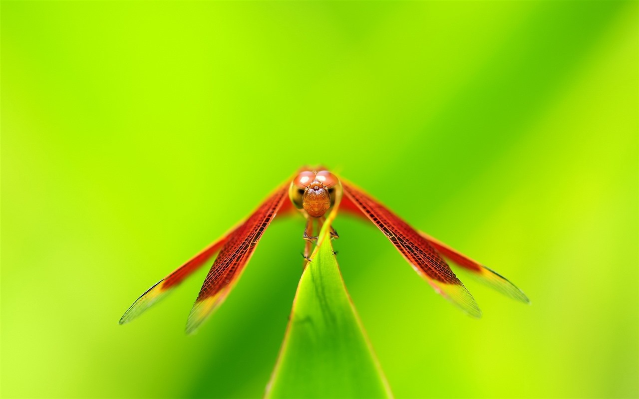 Insect close-up, dragonfly HD wallpapers #7 - 1280x800