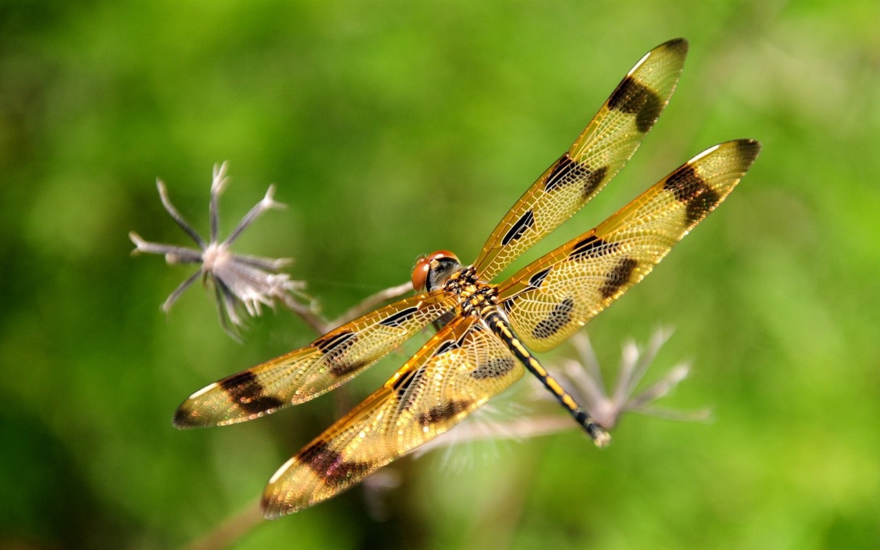 Insect close-up, dragonfly HD wallpapers #11 - 1280x800