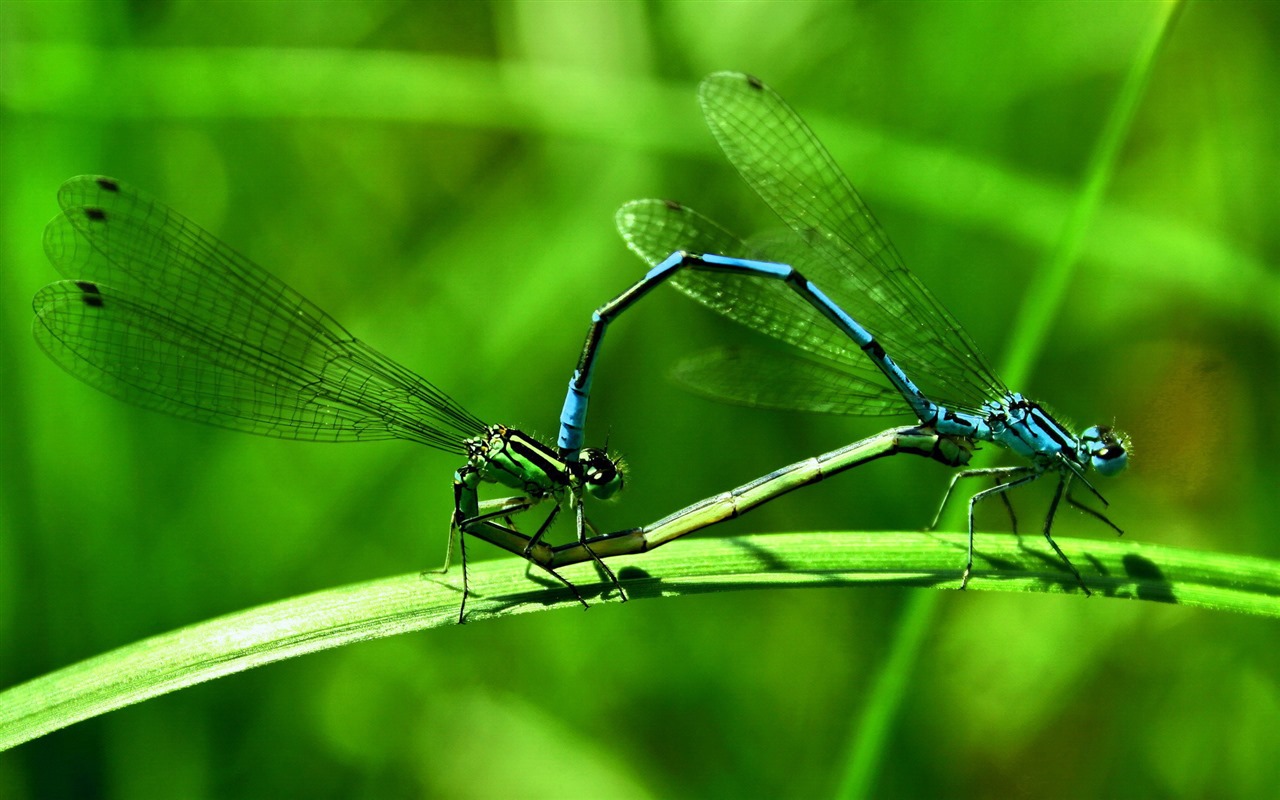Insect close-up, dragonfly HD wallpapers #14 - 1280x800