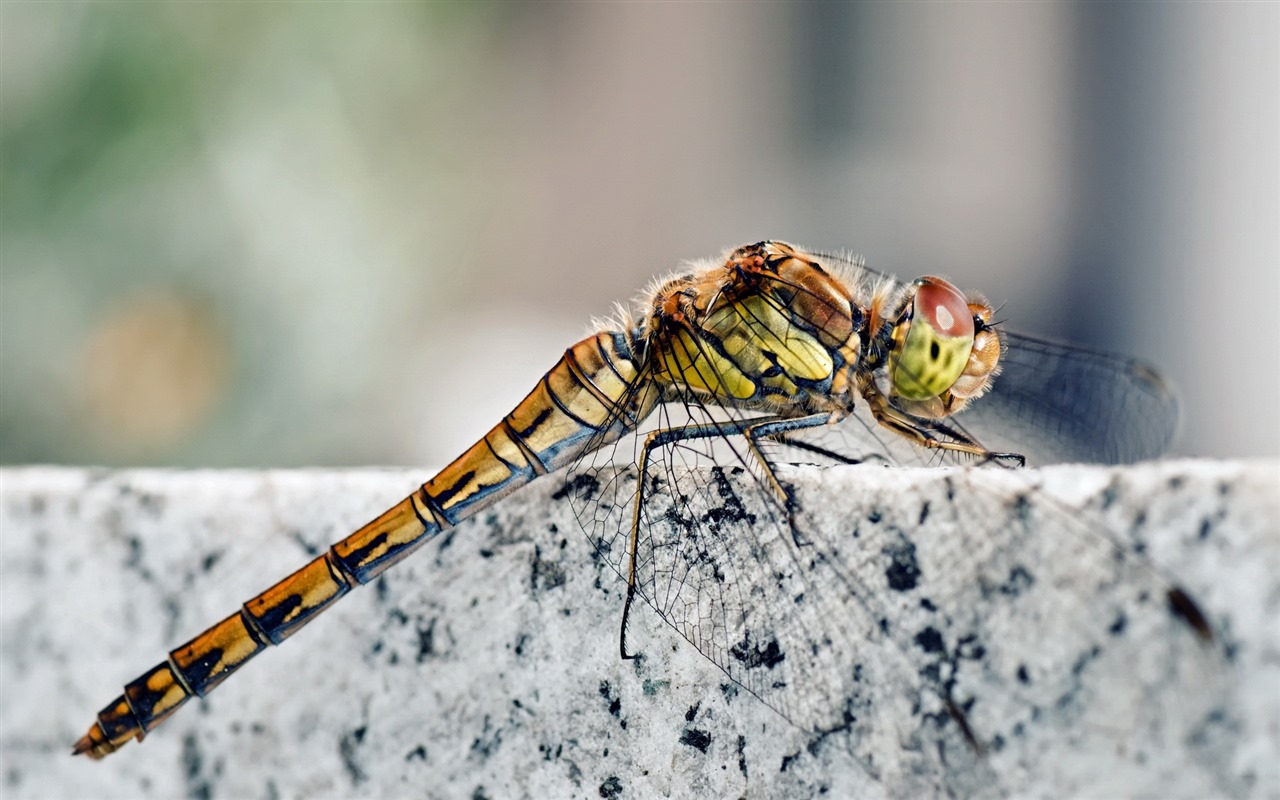 Insect close-up, dragonfly HD wallpapers #17 - 1280x800