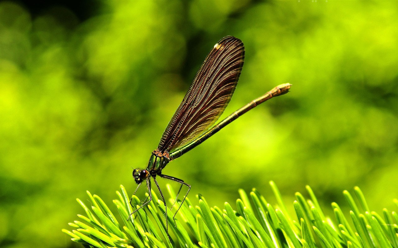 Insect close-up, dragonfly HD wallpapers #18 - 1280x800
