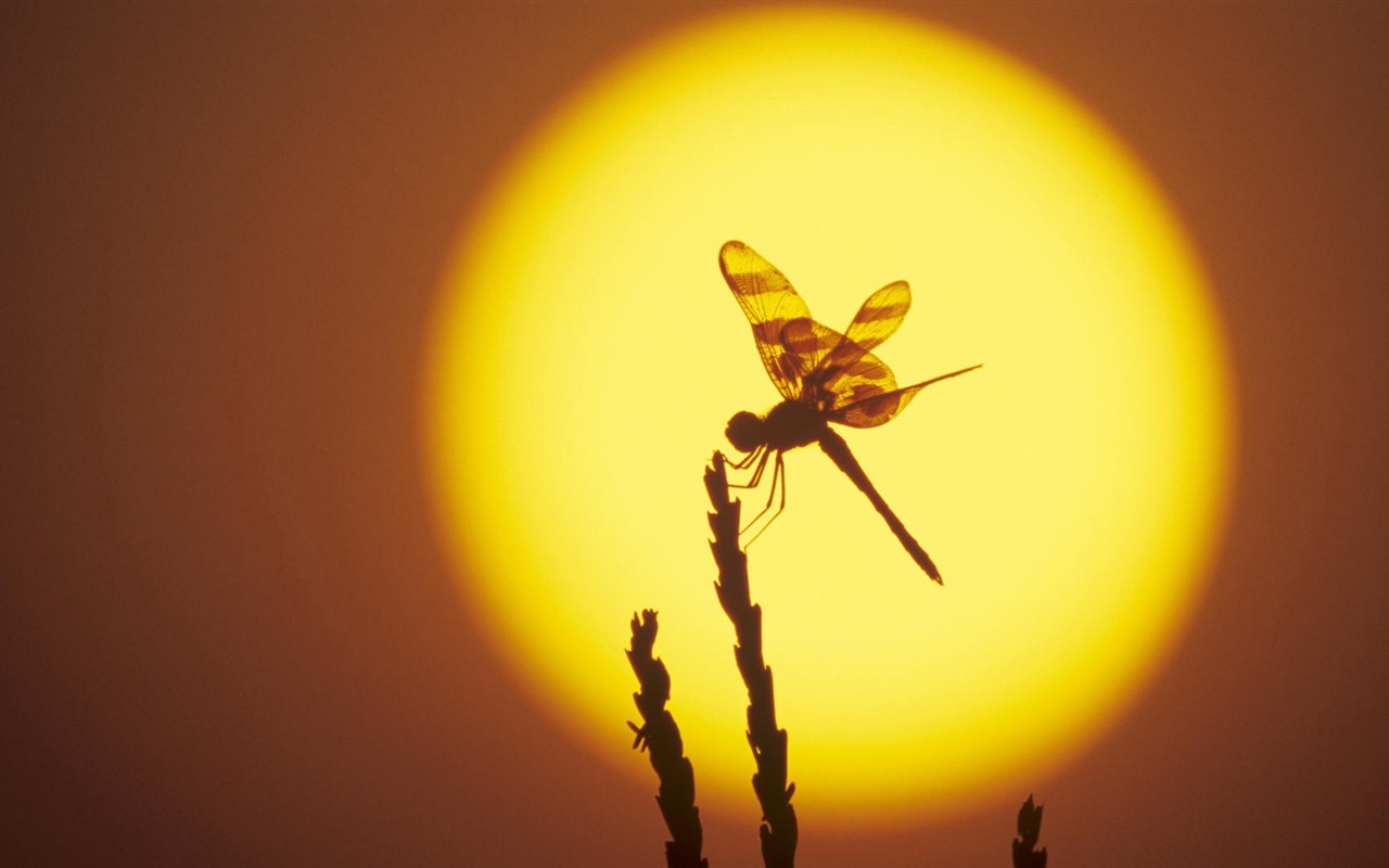 Insect close-up, dragonfly HD wallpapers #19 - 1280x800