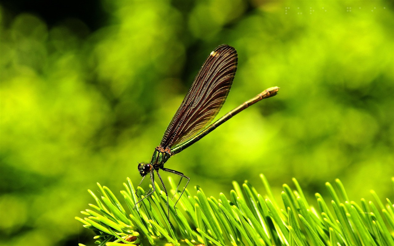 Insectos primer plano, fondos de pantalla de alta definición de la libélula #23 - 1280x800