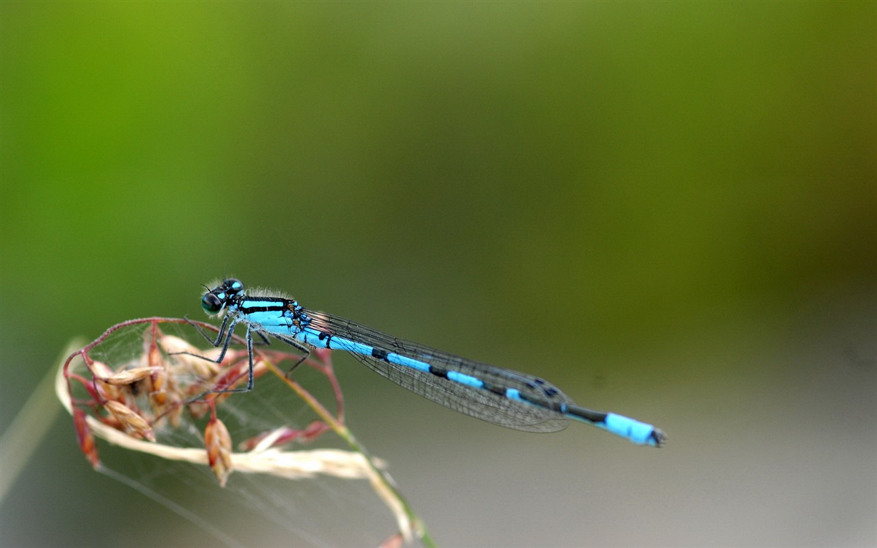 昆虫特写，蜻蜓高清壁纸24 - 1280x800