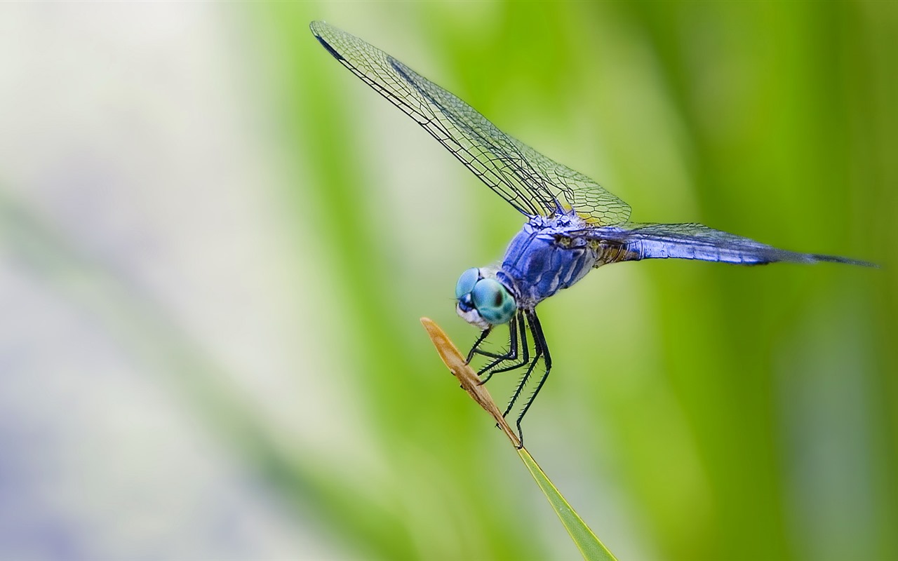 Insectos primer plano, fondos de pantalla de alta definición de la libélula #25 - 1280x800