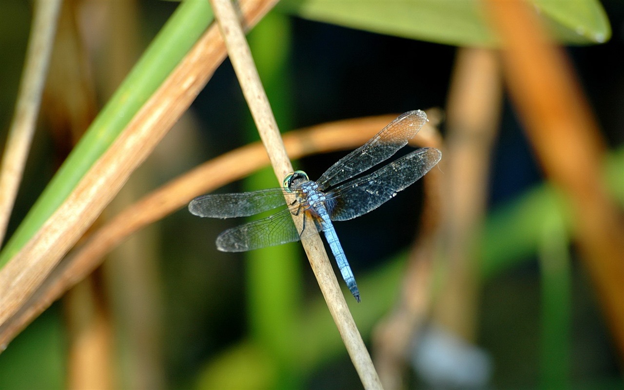 昆虫特写，蜻蜓高清壁纸26 - 1280x800