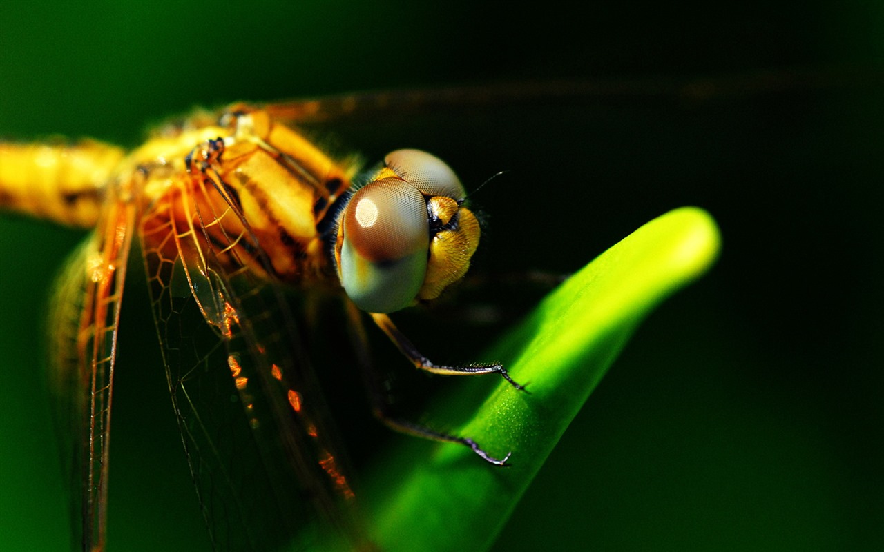 Insectos primer plano, fondos de pantalla de alta definición de la libélula #29 - 1280x800