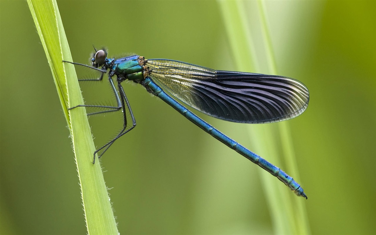 Insectos primer plano, fondos de pantalla de alta definición de la libélula #30 - 1280x800