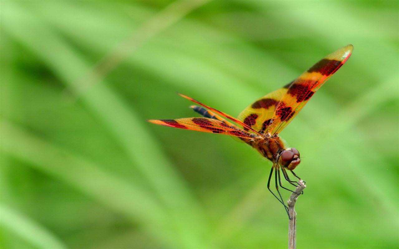 Insectos primer plano, fondos de pantalla de alta definición de la libélula #34 - 1280x800