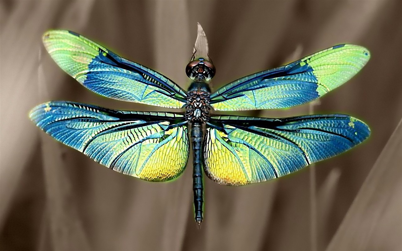 昆蟲特寫，蜻蜓高清壁紙 #35 - 1280x800