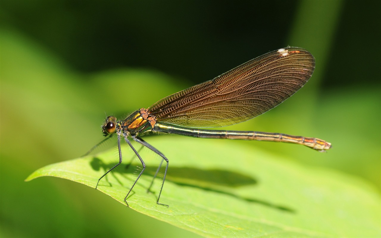 Insectos primer plano, fondos de pantalla de alta definición de la libélula #36 - 1280x800