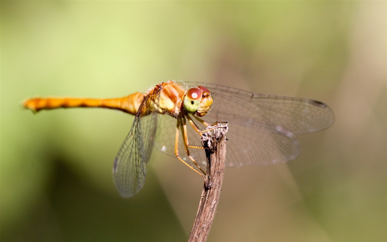 昆虫特写，蜻蜓高清壁纸37 - 1280x800