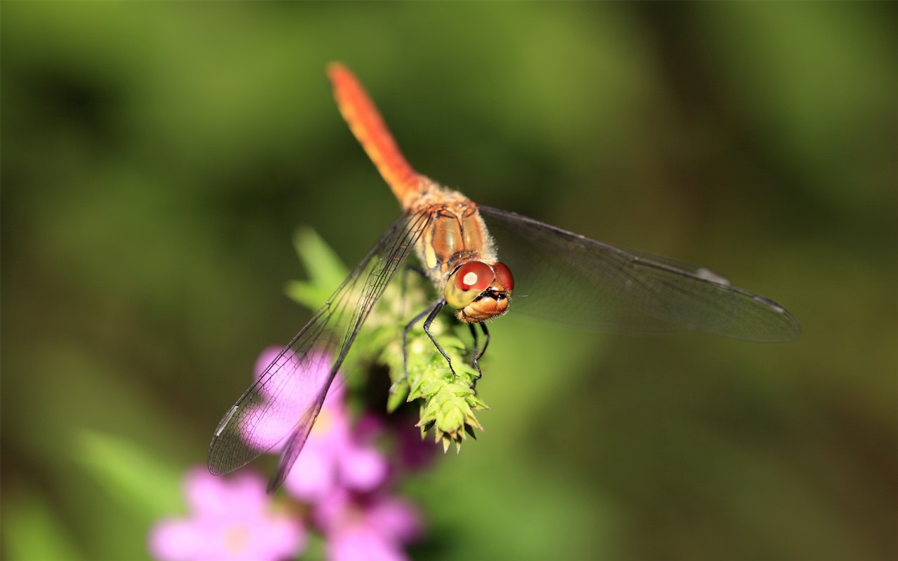 Insectos primer plano, fondos de pantalla de alta definición de la libélula #38 - 1280x800