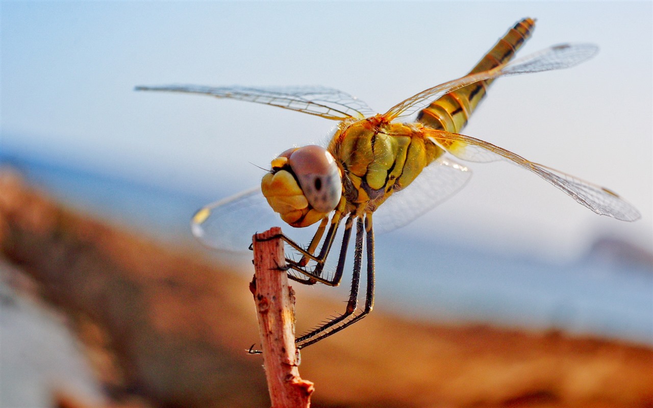 Insectos primer plano, fondos de pantalla de alta definición de la libélula #39 - 1280x800