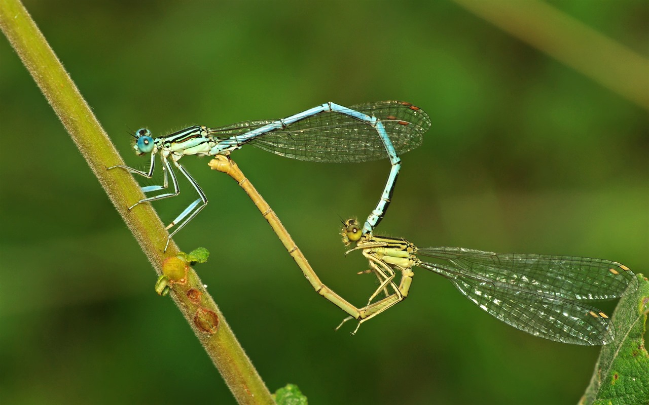 Insectos primer plano, fondos de pantalla de alta definición de la libélula #40 - 1280x800