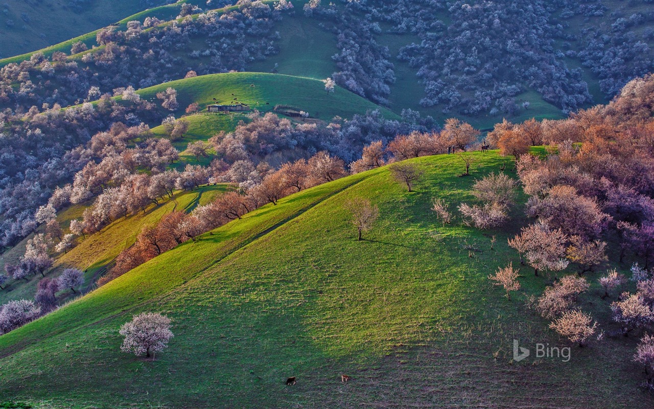 Května 2016 Bing téma HD tapety na plochu #10 - 1280x800