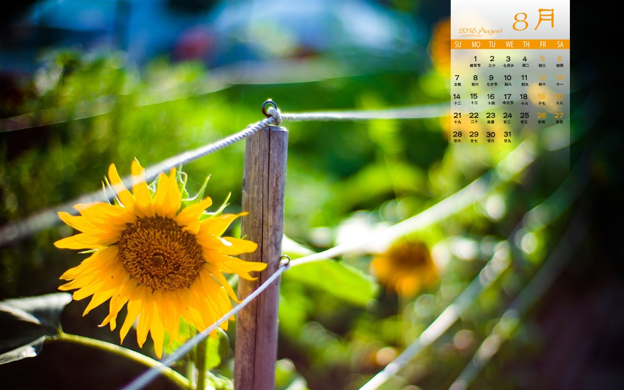 De agosto de el año 2016 fondo de pantalla de calendario (1) #13 - 1280x800