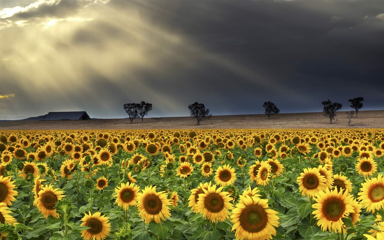 De junio de 2016 fondos de pantalla HD tema de Bing (1) #25 - 1280x800