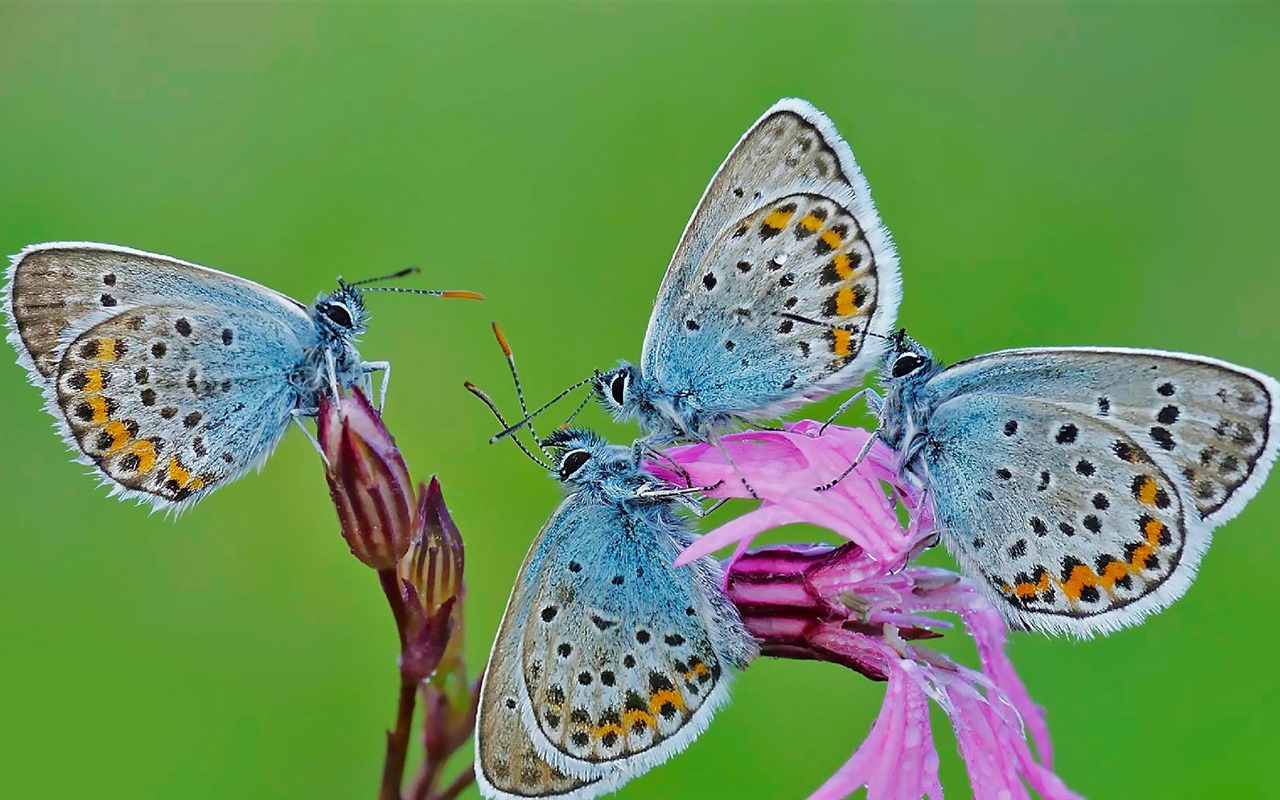 Června 2016 Bing téma HD tapety na plochu (2) #15 - 1280x800