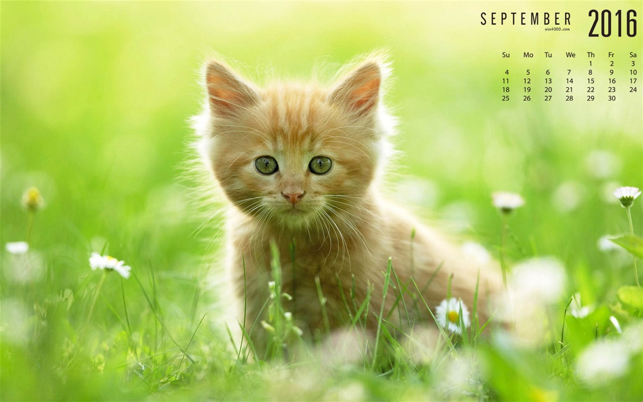 September 2016 Kalender Wallpaper (1) #6 - 1280x800