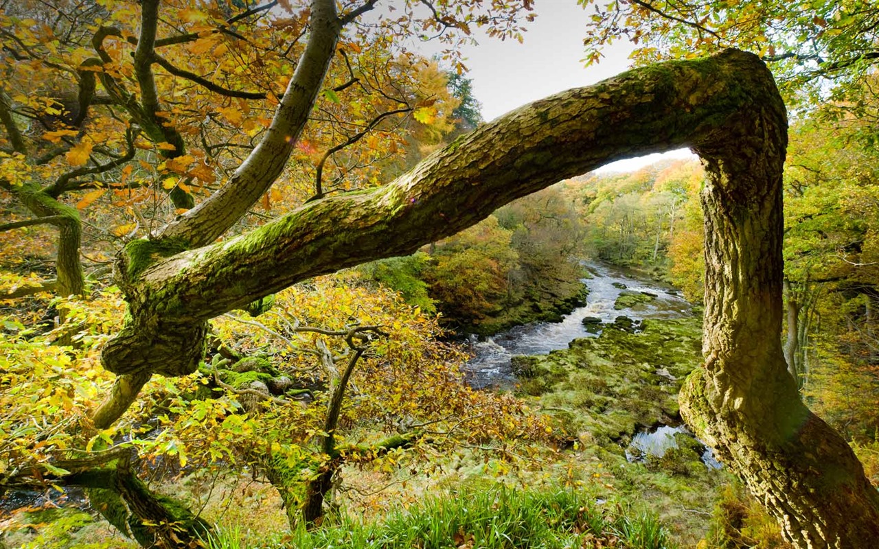 Juillet 2016 fonds d'écran Bing thème HD (2) #30 - 1280x800