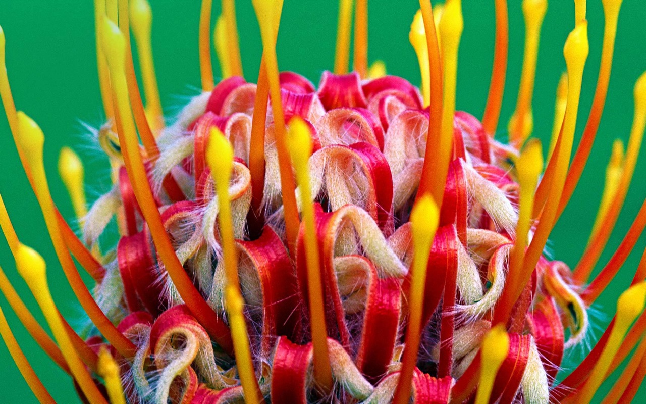 August 2016 Bing theme HD wallpapers (2) #4 - 1280x800