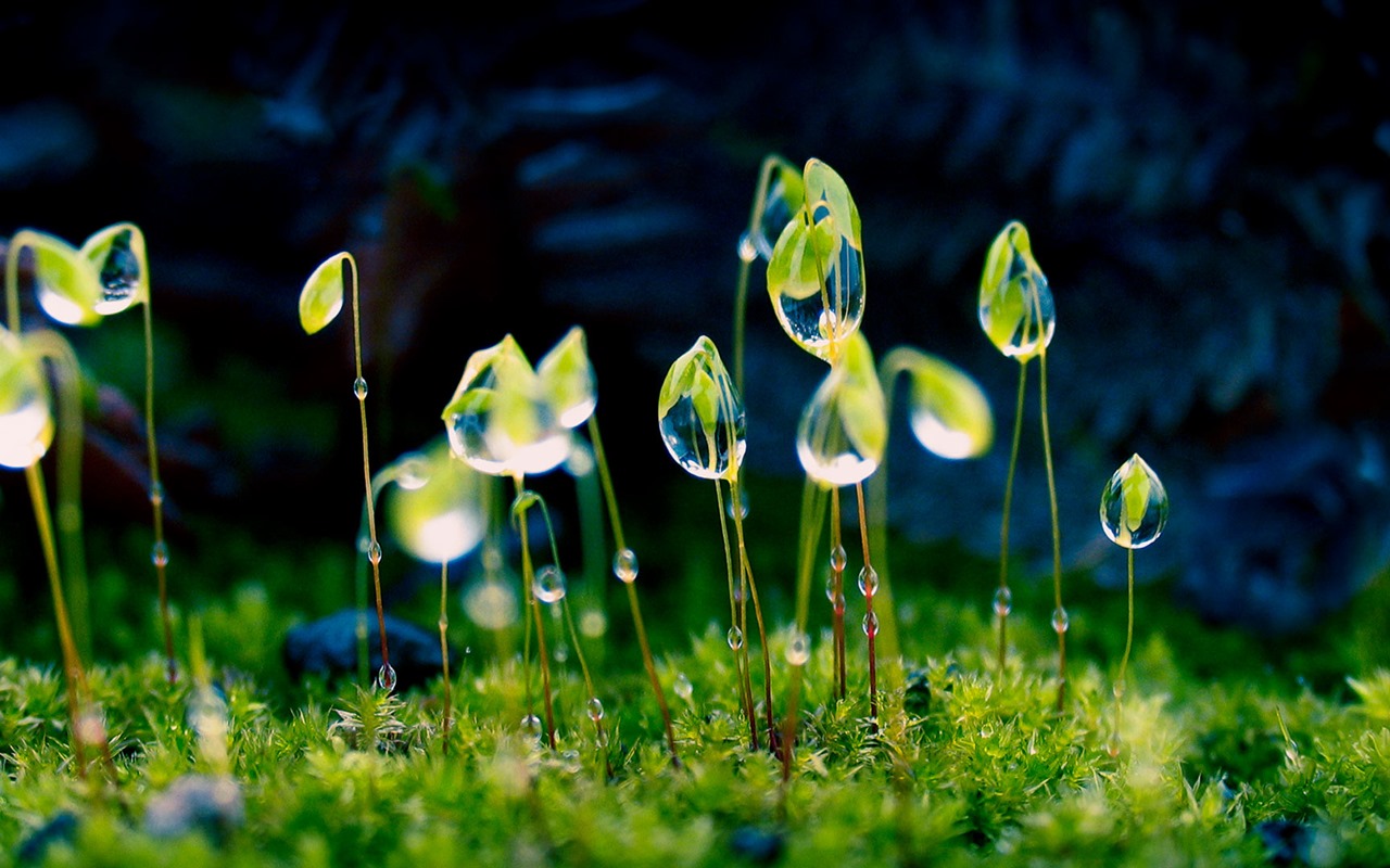 August 2016 Bing theme HD wallpapers (2) #11 - 1280x800