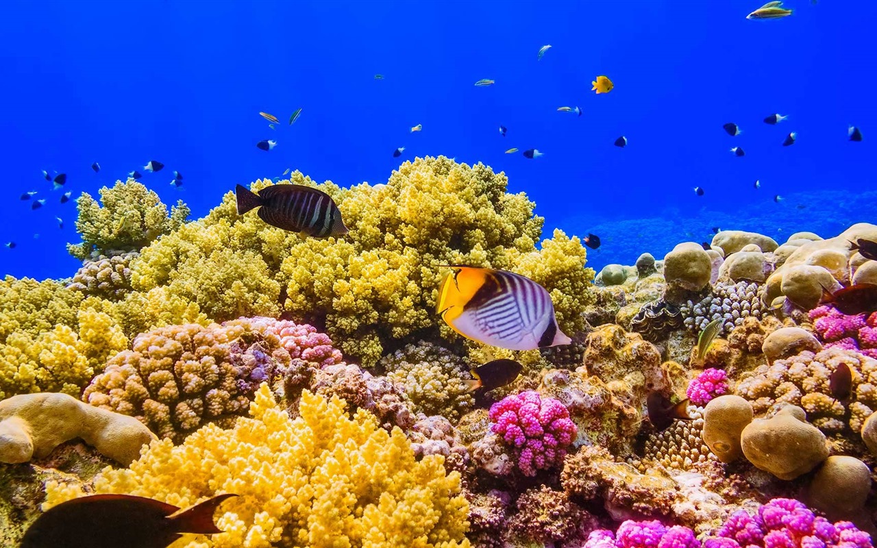 August 2016 Bing theme HD wallpapers (2) #12 - 1280x800