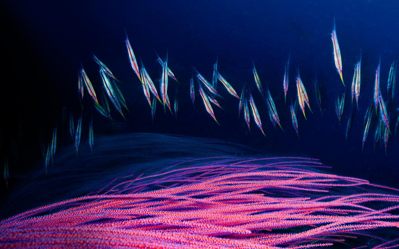 Září 2016 Bing téma HD tapety na plochu (1) #23 - 1280x800