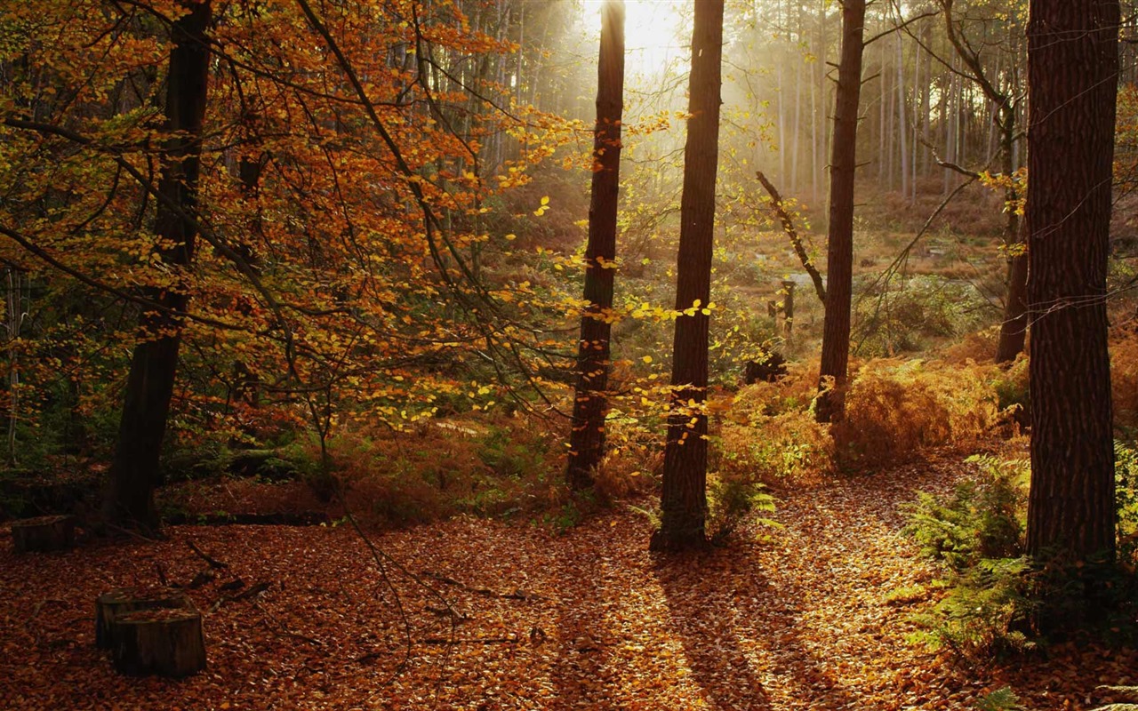 Září 2016 Bing téma HD tapety na plochu (2) #4 - 1280x800