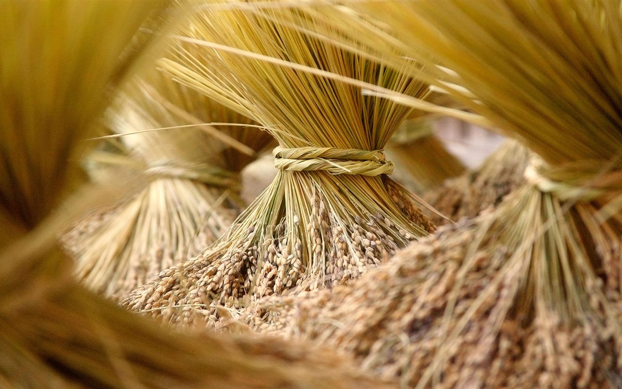 Septembre 2016 Bing thème Fonds d'écran HD (2) #6 - 1280x800