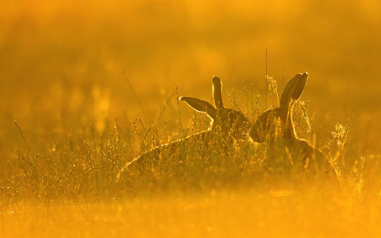 Září 2016 Bing téma HD tapety na plochu (2) #7 - 1280x800