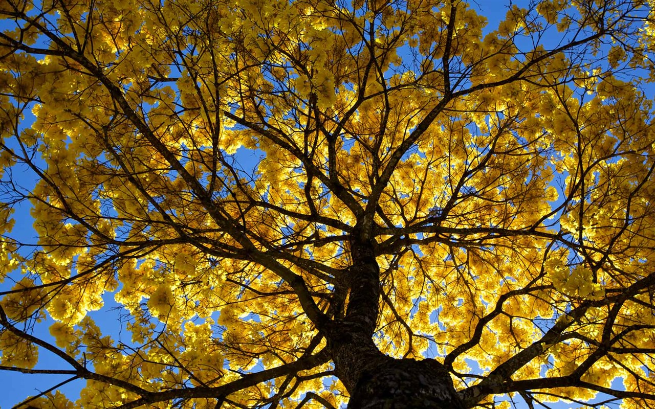 September 2016 Bing theme HD wallpapers (2) #25 - 1280x800