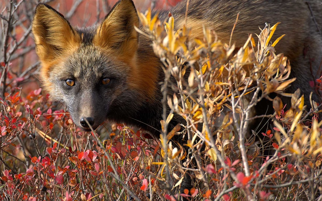 Octubre de 2016 Bing tema HD fondos de pantalla (1) #31 - 1280x800