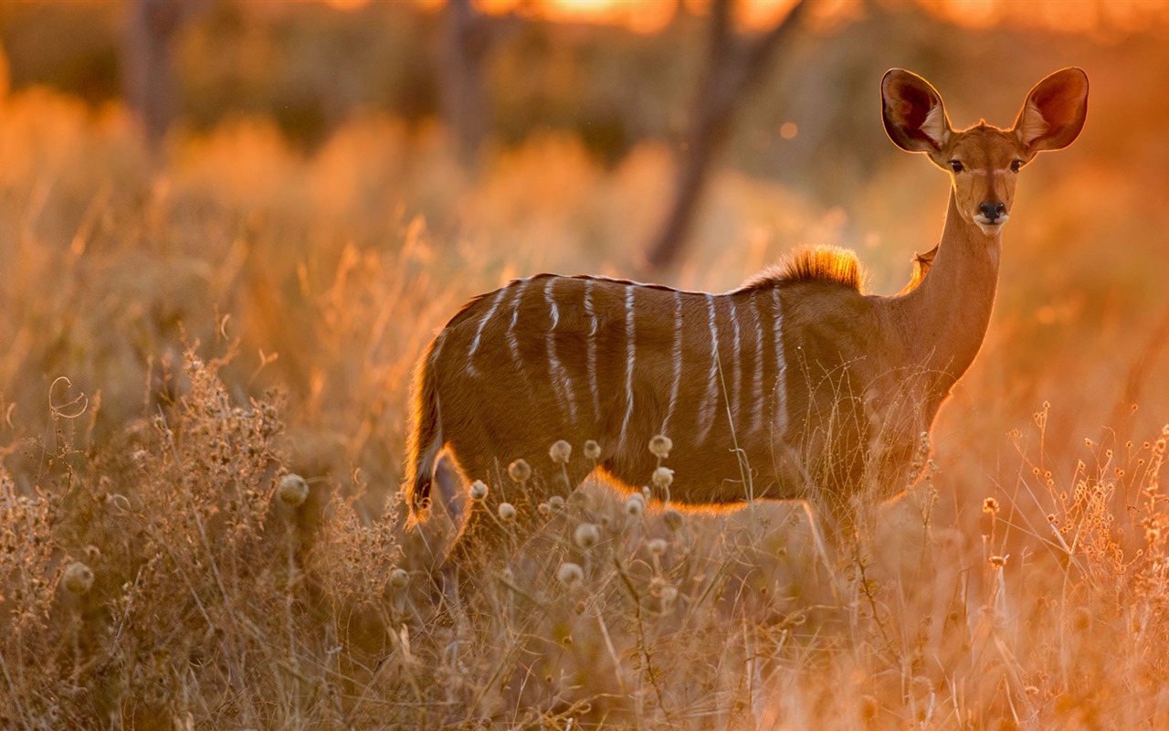 Oktober 2016 Bing Thema HD Hintergrundbilder (1) #32 - 1280x800