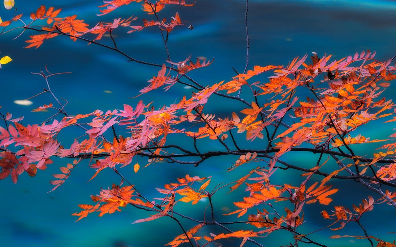 Oktober 2016 Bing Thema HD Hintergrundbilder (1) #40 - 1280x800