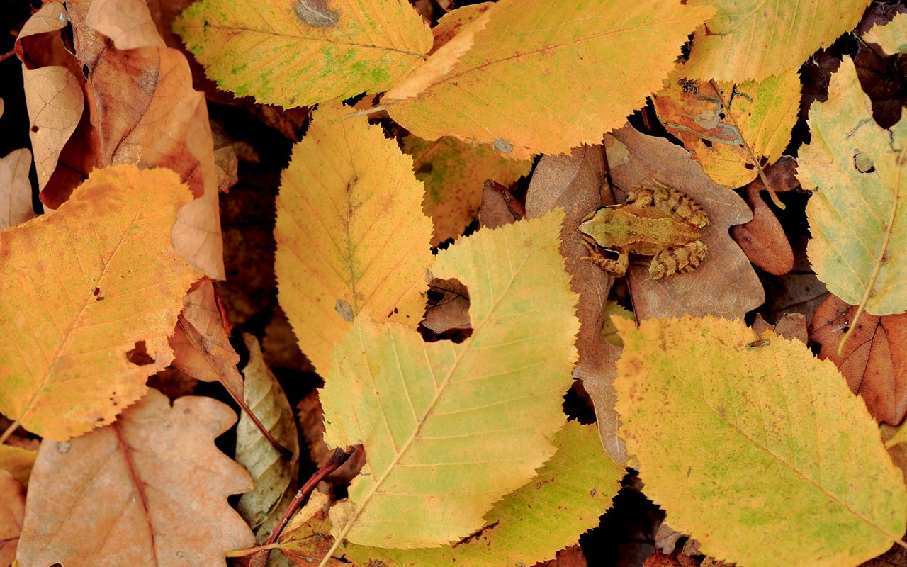 Octobre 2016 Bing thème HD fonds d'écran (2) #25 - 1280x800