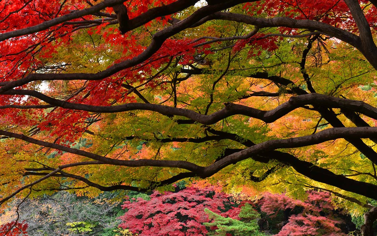 Listopadu 2016 Bing téma HD tapety na plochu (1) #9 - 1280x800