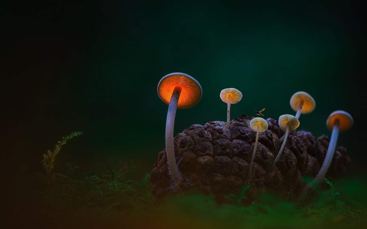 Listopadu 2016 Bing téma HD tapety na plochu (1) #37 - 1280x800