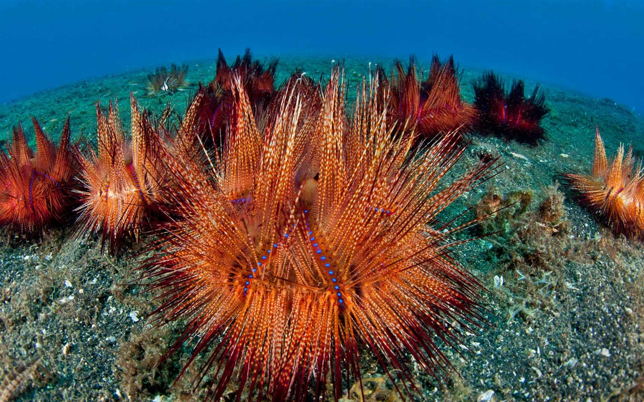 Novembre 2016 Bing thème HD fonds d'écran (2) #17 - 1280x800