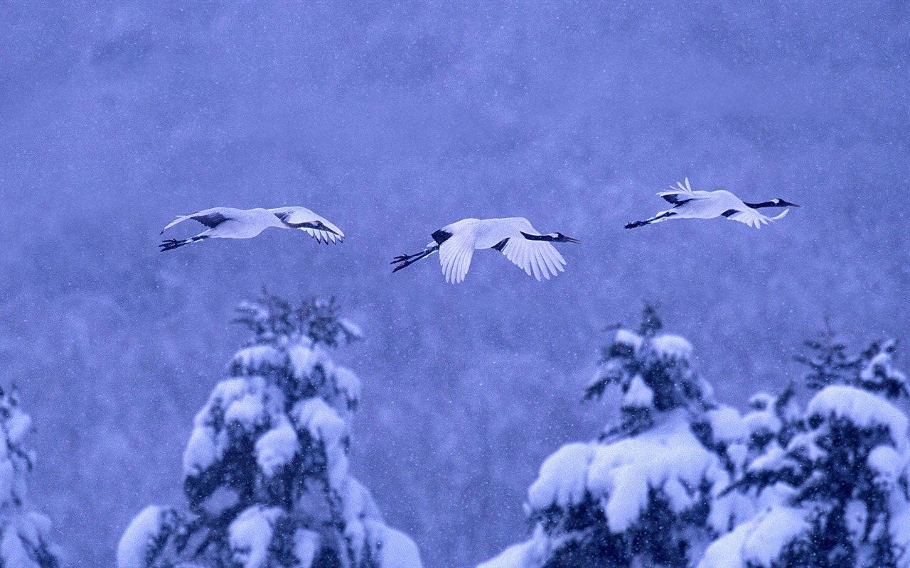 Décembre 2016 Fonds d'écran HD de thème Bing (2) #20 - 1280x800