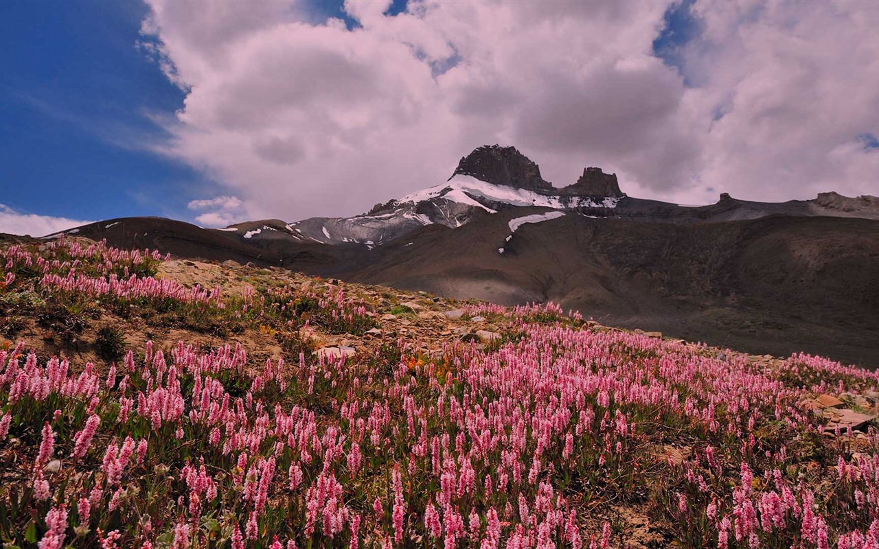 Enero de 2017 Bing tema de la alta definición de fondo de pantalla (1) #36 - 1280x800