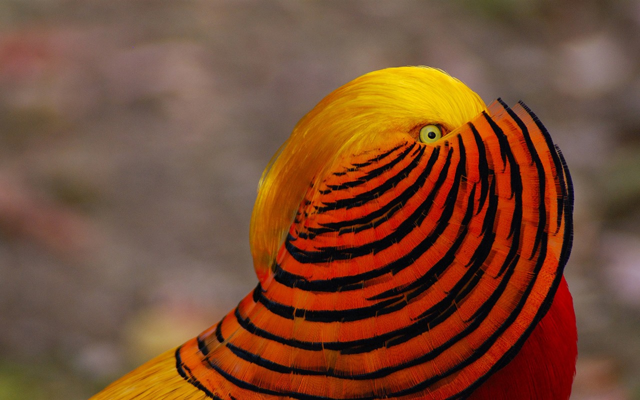 Enero de 2017 Bing tema de la alta definición de fondo de pantalla (2) #19 - 1280x800