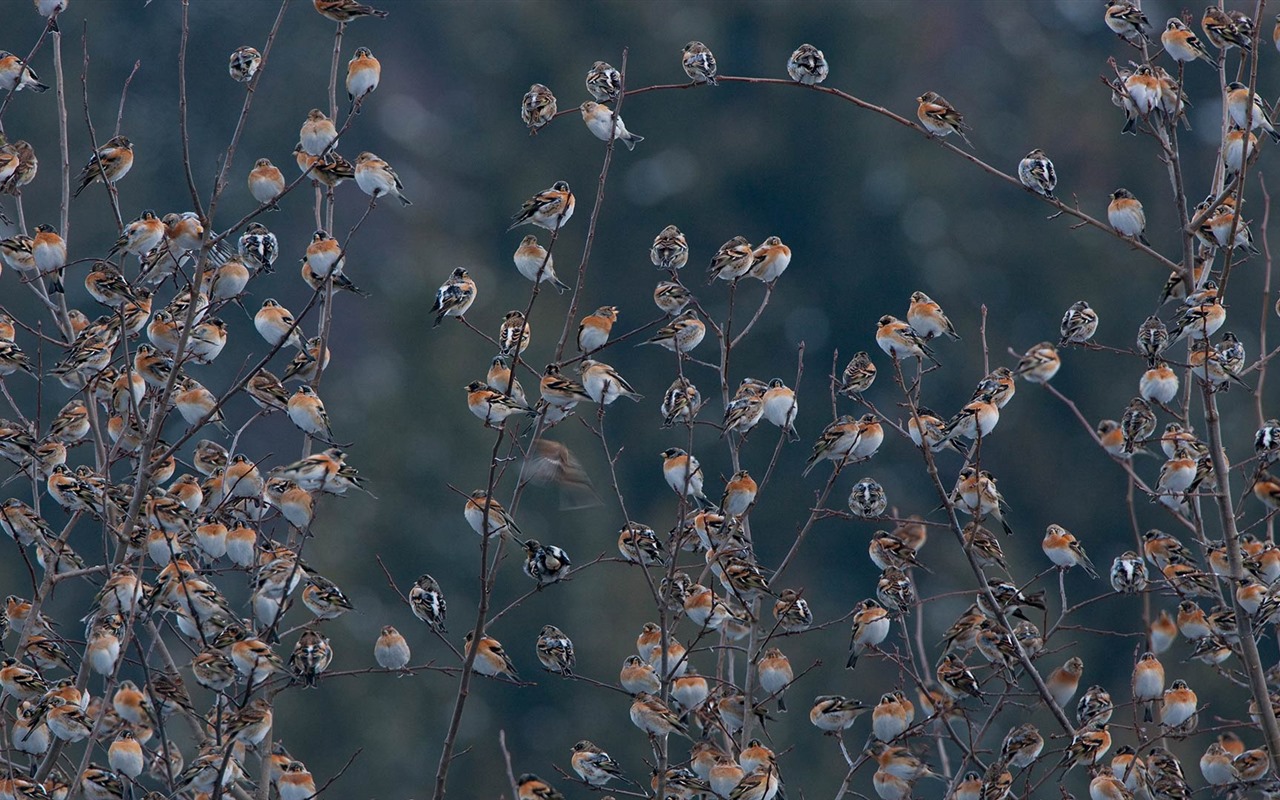 Février 2017 Thème Bing de fonds d'écran haute définition (2) #29 - 1280x800